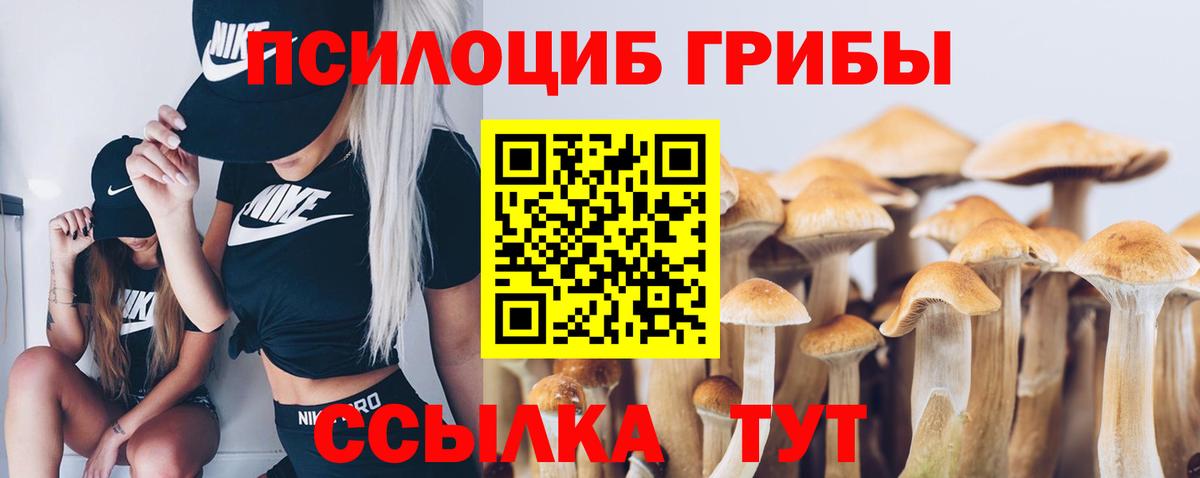 Кингисепп  Псилоцибиновые грибы Psilocybe  Вход с VPN 